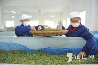 新寨生態(tài)茶葉園 以茶興業(yè)，助力鄉(xiāng)村振興